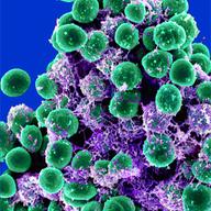 microbes