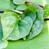 A red variety of Malabar spinach.