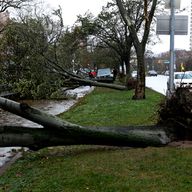 Downed trees on Neptune Ave. in Coney Island after Hurricane Sandy.