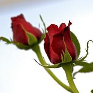 red roses