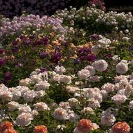 New York Botanical Garden roses: (from front to back) Orange Brass Band roses, light pink Johann Strauss roses, purple Purple Heart roses, orange Day Breakers, pink Escapades and light pink Quietness.