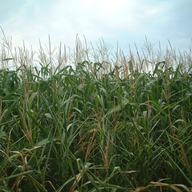 corn field