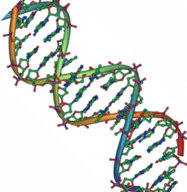 DNA Double Helix