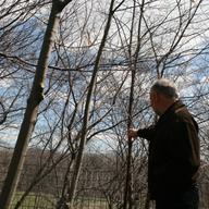 Bart Chezar, credited with kicking off the American Chestnut Foundation’s regeneration project for chestnut trees, points out local specimens in Prospect Park.