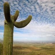 Cactus, Desert, Saguaro