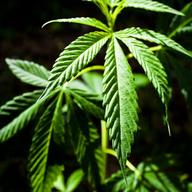 Marijuana, Cannabis