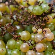 Niagara grapes
