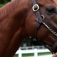 The Triple Crown hopeful, I'll Have Another at Belmont Race Track
