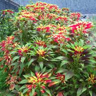 A variety of amaranth known as Joseph's Coat