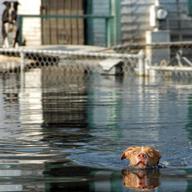 An iconic moment from Katrina: this image of a pit bull swimming for his life towards Best Friends’ emergency response boat was widely used by the media.