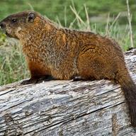 Groundhog