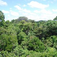 Amazon rainforest