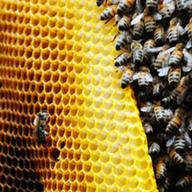 Bees in a hive
