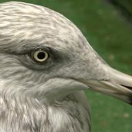 The Wild Bird Fund patients are starting to crowd out Animal General