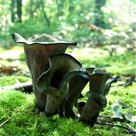 Black trumpet mushrooms