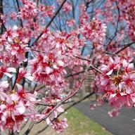 A cherry blossom tree in Newark's Branch Brook Park, March 2012.