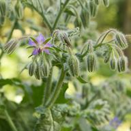 Borage at Old Field Farm