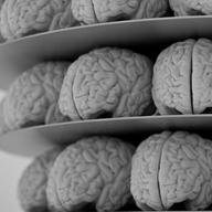 Brains on a shelf