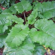 Burdock