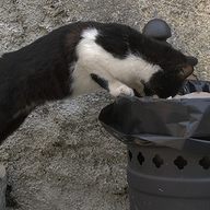 cat in garbage can