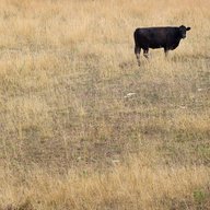 A cow feeds in a drought-damaged pasture as temperatures climb near 100 degrees on July 17, 2012 near Princeton, Indiana.