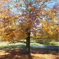 Yellow and orange leaves fall from a tree in autumn.