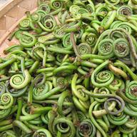 Fiddlehead ferns of the ostrich fern variety