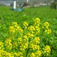 Staten Island's Freshkills Park
