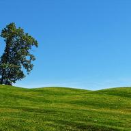 Tree and grass