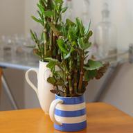 Young Japanese knotweed shoots