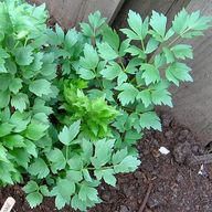 Lovage