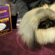 Malachy, a Pekingese, after winning Best in Show at Westminster