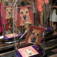 Photos of Alexander McQueen's dogs on view at Browns in London.