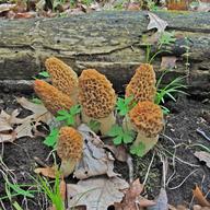 Morel mushrooms