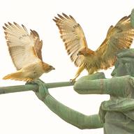St. John's pair.
