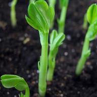 A pea plant before it yields mature leaves.