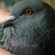 pigeon