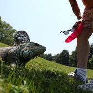 Smoochie the 3-year old Iguana taking a walk with his owner Margaret Oliver, 51 in Prospect Park on Friday before Memorial Day.