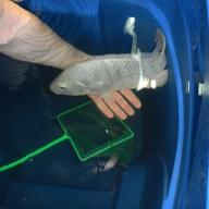 Tilapia raised at The Point in the Bronx