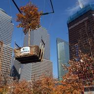 50th tree planted at Memorial Plaza