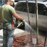 Caring for a street tree.