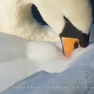 Andrew Cronshaw The Unbroken Surface of Snow