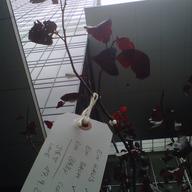 Yoko Ono's Wish Tree