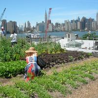 rooftop farm in Greenpoint, Brooklyn