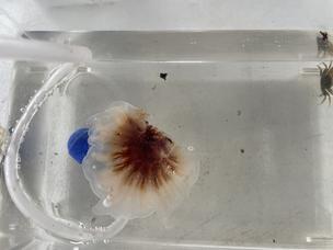 What looks like a Lion's Mane jellyfish found swimming in the Gowanus Canal