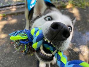 Victory the Staten Island shelter dog loves tug of war