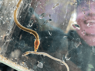 A glass eel (bottom) and an elver (next developmental stage) caught in Richmond Creek in Staten Island.