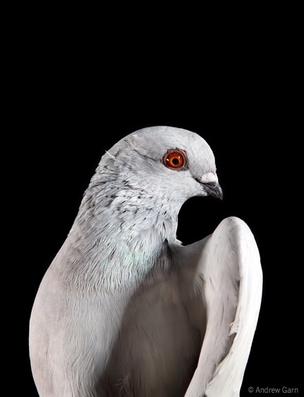 pigeon