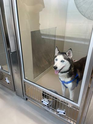 Victory in her kennel at Staten Island Animal Care Center