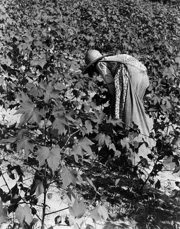 Walker Evans. Lucille Burroughs Picking, 1936.